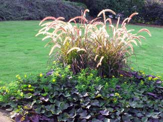 annual color and fountain grass