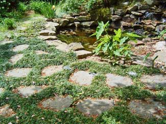 mondo grass and stepping stones